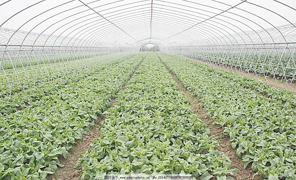 湖北哪里可以学习大棚蔬菜种植技术?最好是能