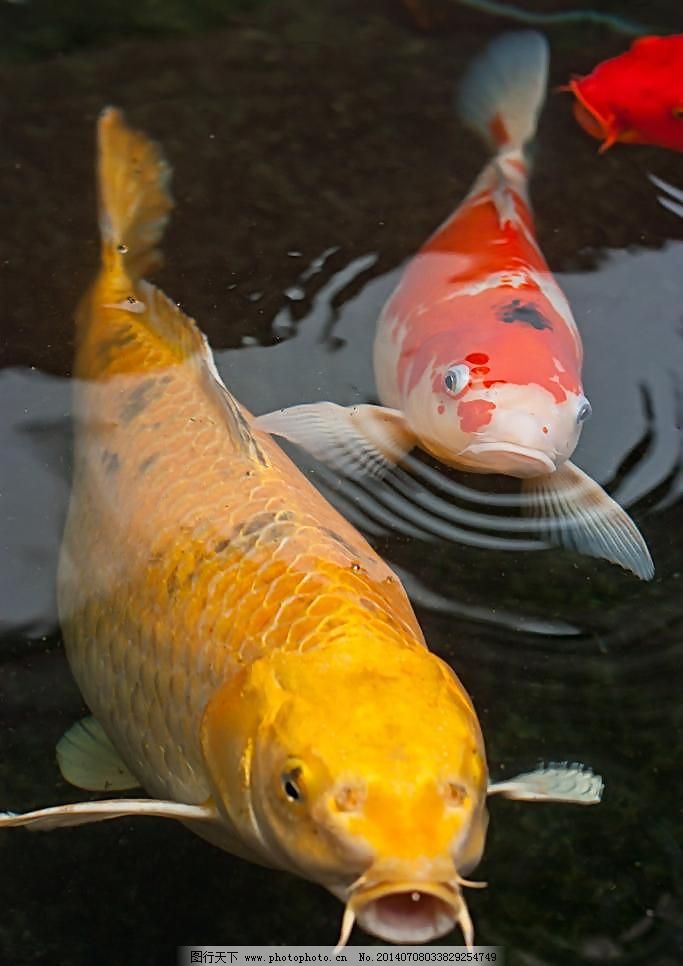 鲤鱼乡顶在