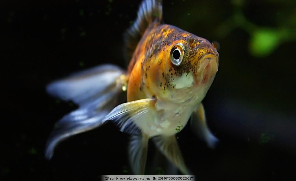 金鱼图片免费下载 72DPI JPG 金鱼 金鱼素材 金鱼图片 摄影 生物世界 鱼 鱼类 金鱼 水生动物 鱼类 鱼 观赏鱼 金鲫鱼 宠物鱼 金鱼图片 金鱼素材 生物世界 摄影 72DPI JPG 图片素材