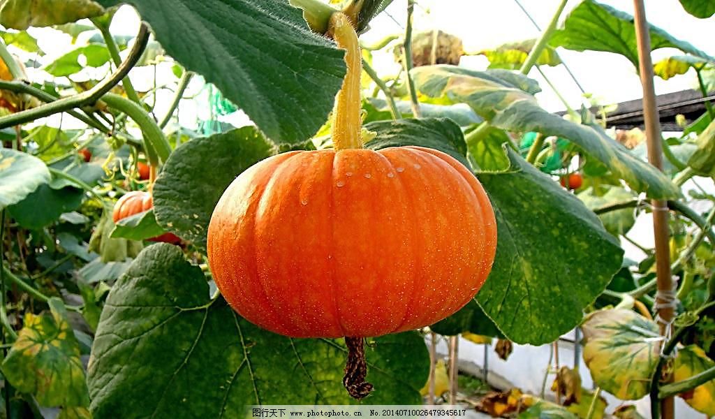 小型南瓜怎么种植?小型南瓜的春季大棚栽培技术