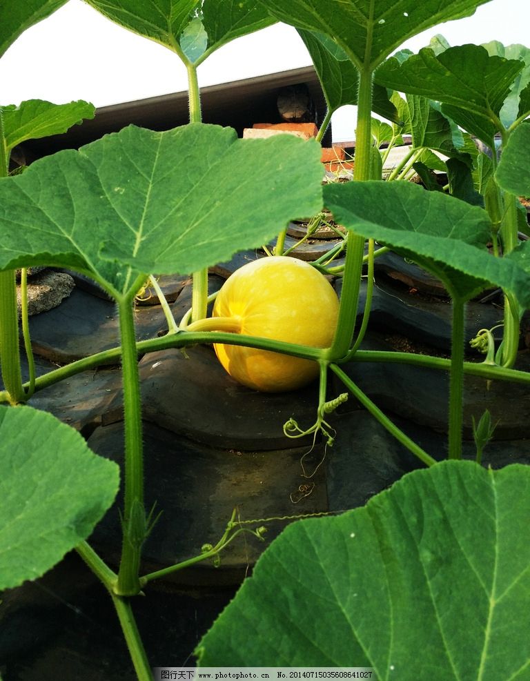 梦境中的温情与遗憾，解析梦见已故母亲背瓜的深层含义