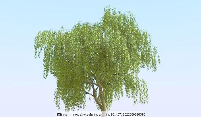 高精细杨柳树模型 willow 03