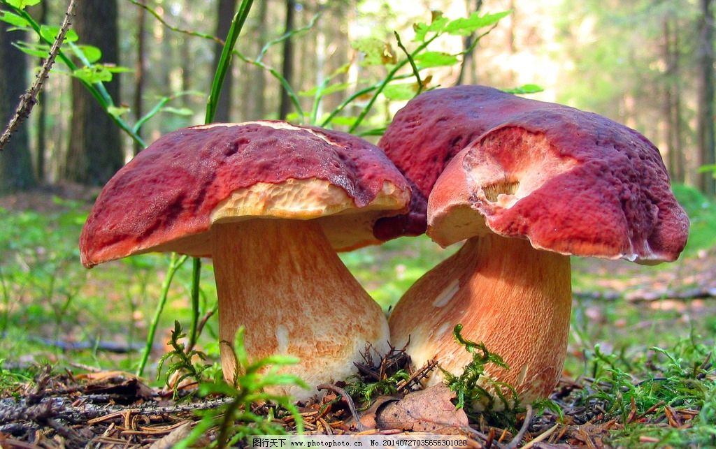 种植虎奶菇一亩有多少利润-请问虎奶菇种植一