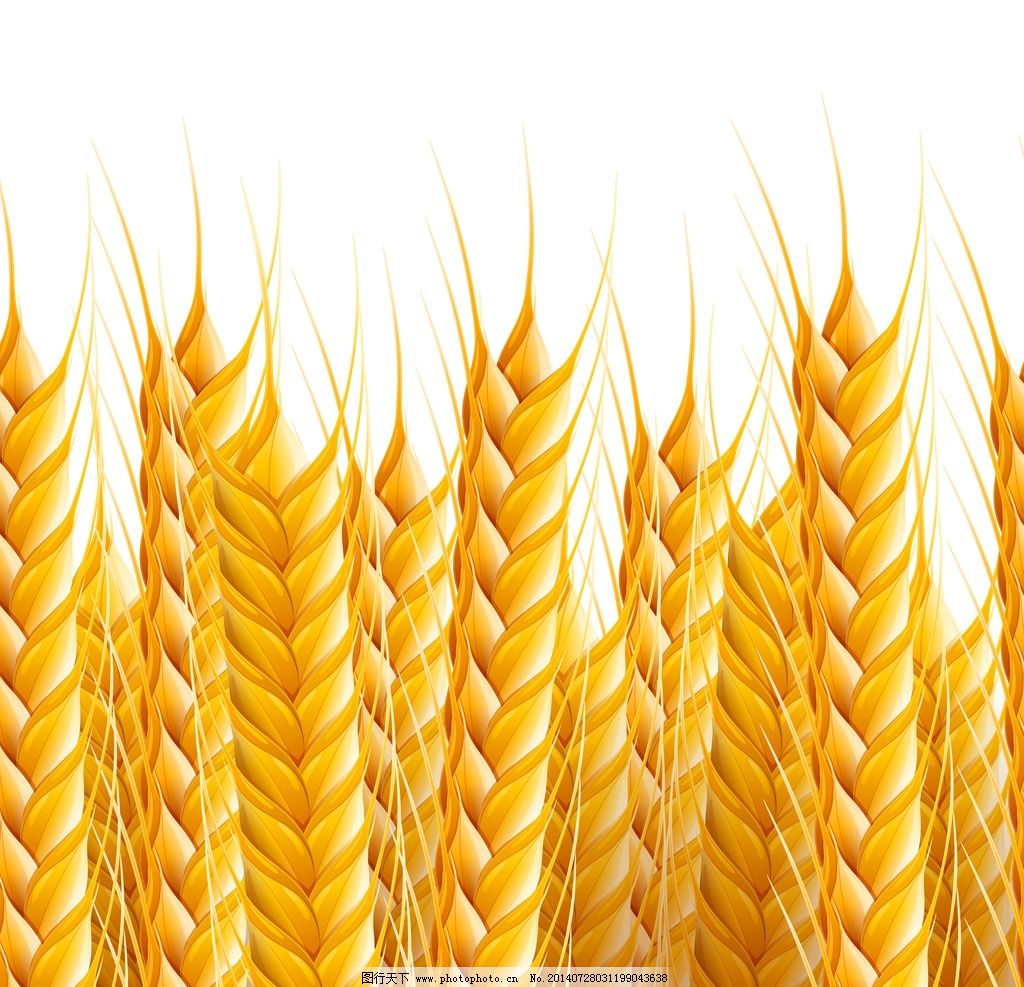 麦穗-麦穗图片