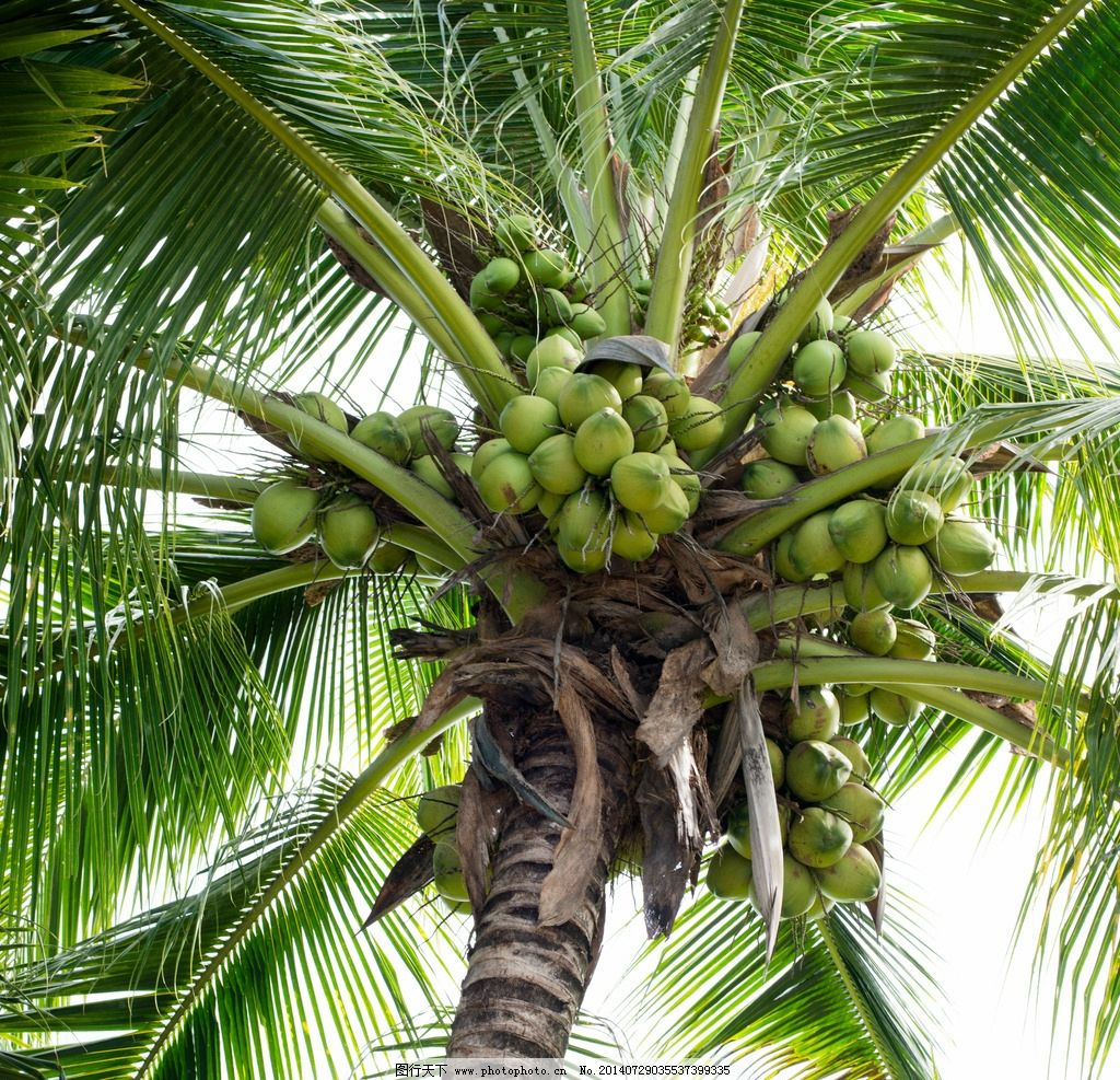 海南的椰子全身都是宝