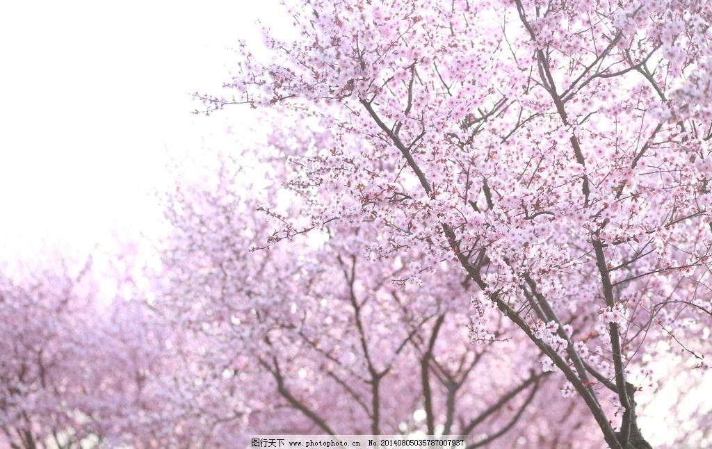 樱花图片,粉红 风景 粉色 浪漫 摄影 花草 生物世