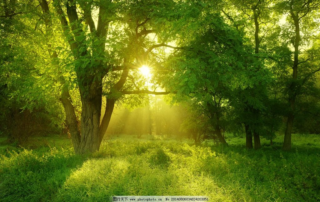 森林图片,阳光 晨光 绿色 绿化 原始森林 大自然-图行天下图库