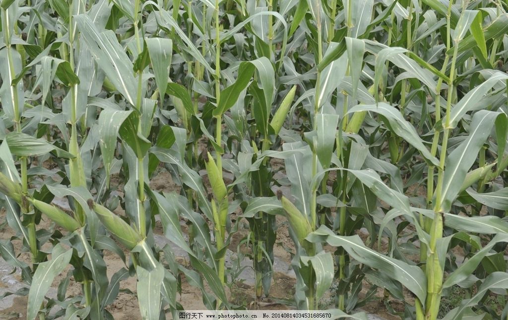 这个玉米品种在农田种植最高亩产1041.82公斤