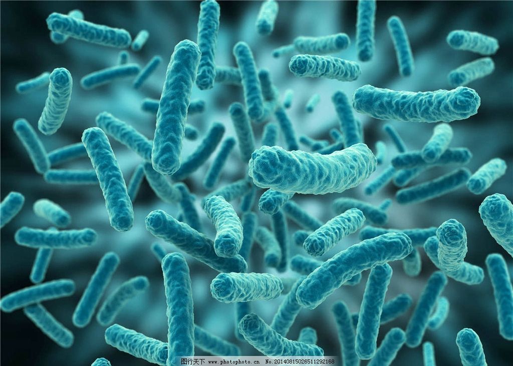 显微真菌图|人体真菌显微图