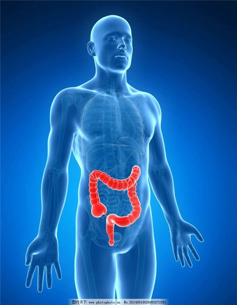 大肠 人体器官图片