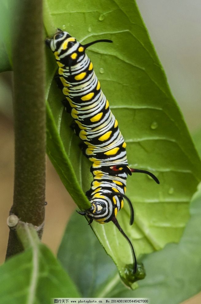 虎斑蝶幼虫图片