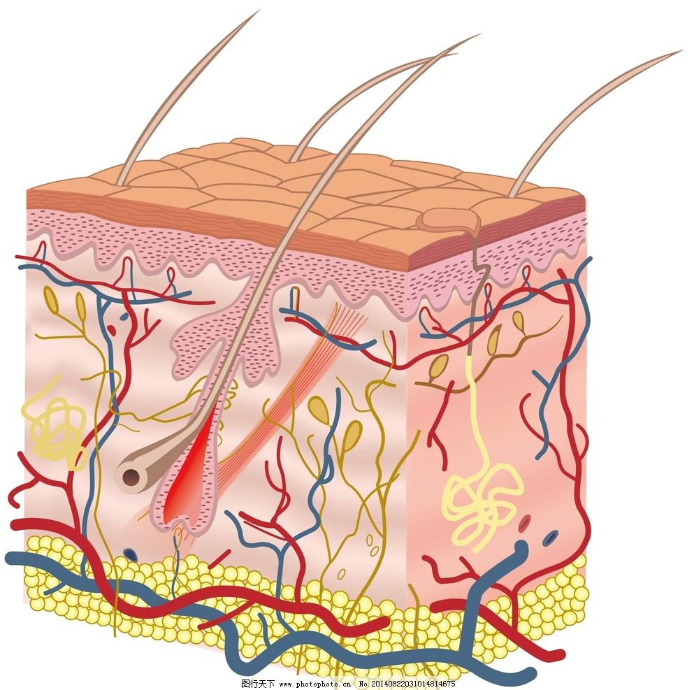 皮肤细胞结构图图片