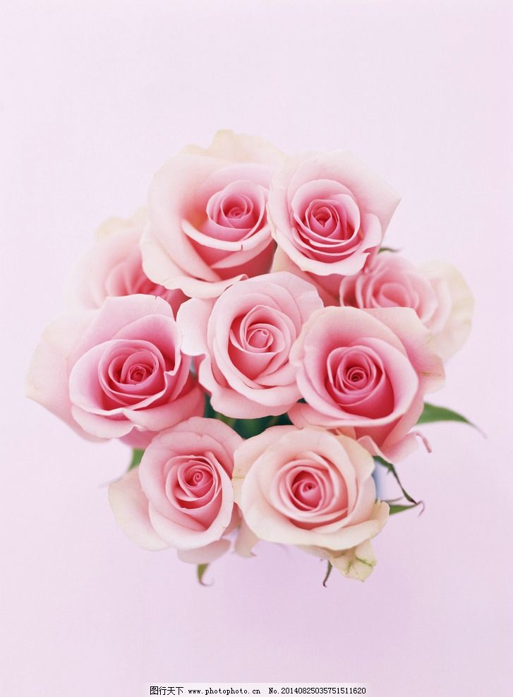 浪漫粉色玫瑰图片