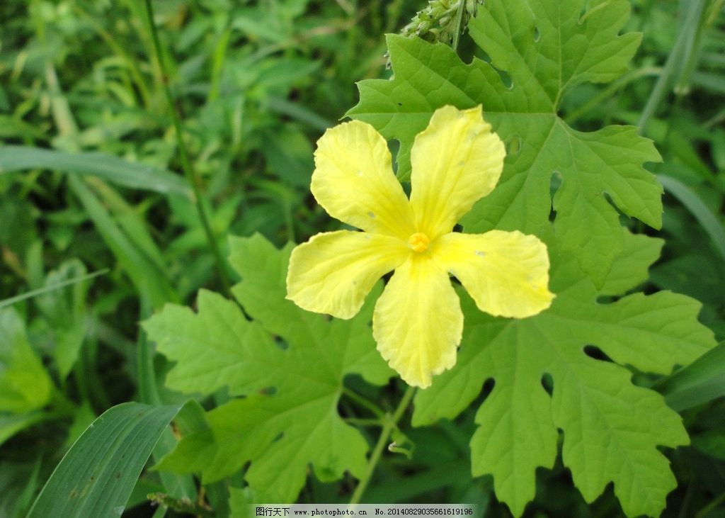 苦瓜花 苦瓜叶 苦瓜藤 苦瓜苗 植物 生物 绿叶 摄影图片