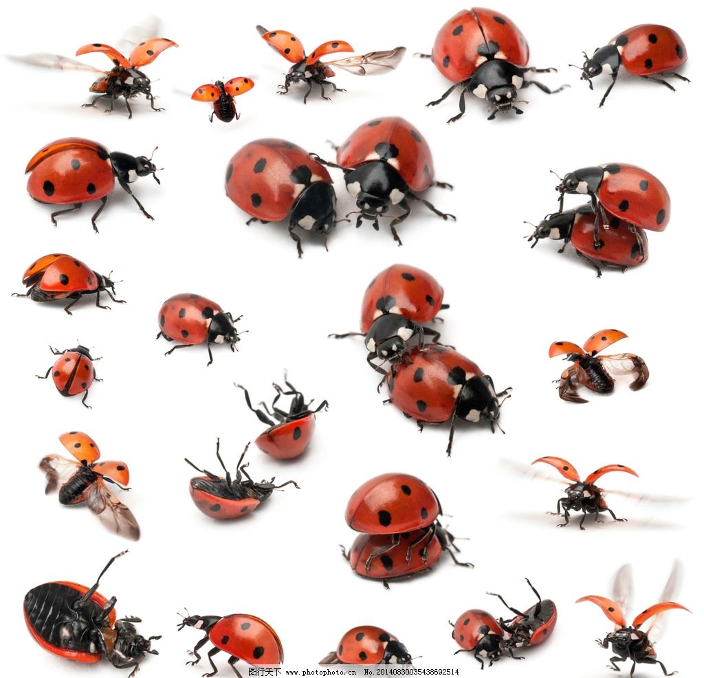 我们七星瓢虫是益虫,我们不吃树叶吃害虫是什