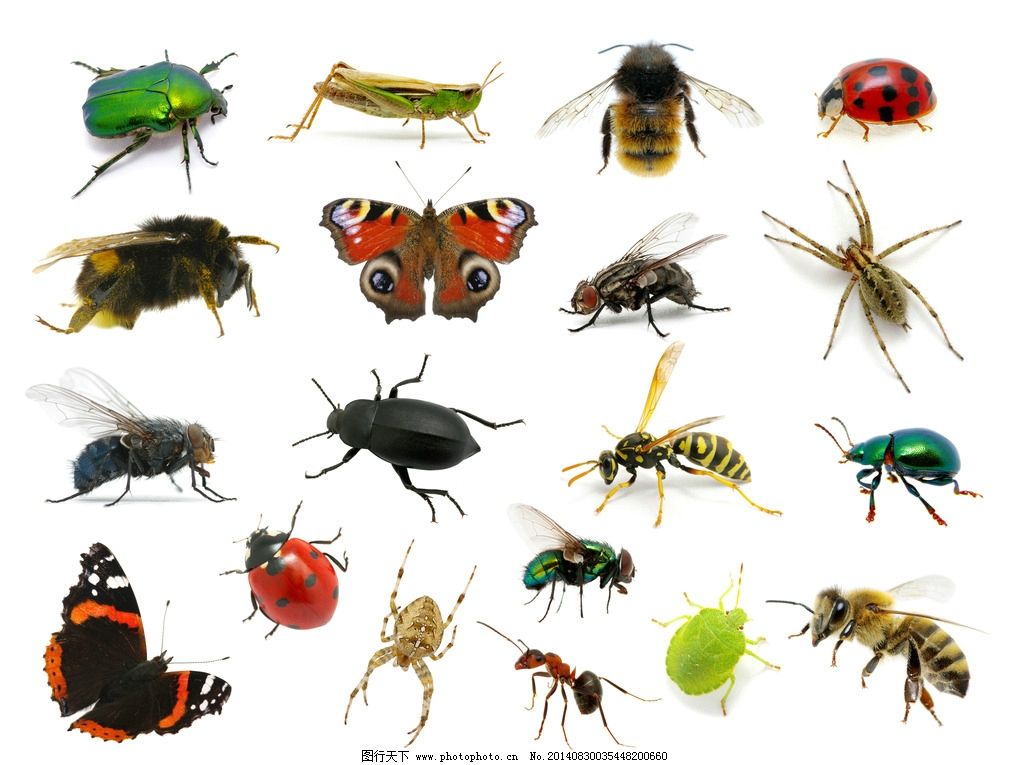 昆虫-花上昆虫图片
