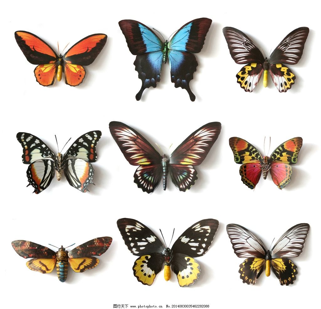 梦境的翅膀，解析梦见捉了很多蝴蝶的深层含义