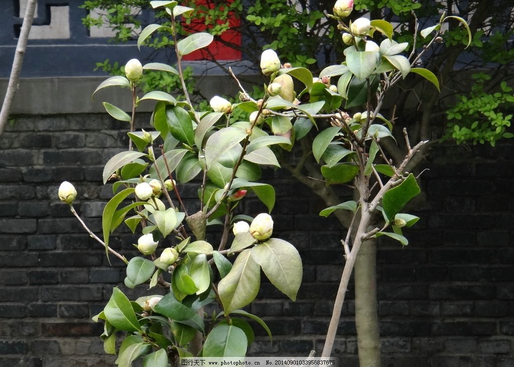 山茶树