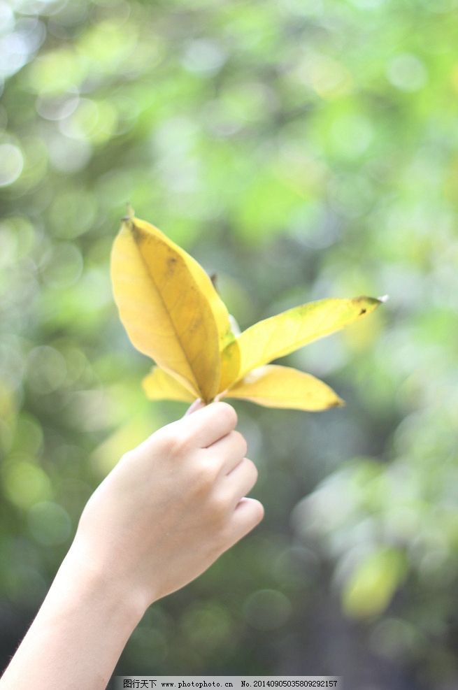 树叶 叶子 手 女人的手 小景深 树木树叶 生物世界 摄影 生物世界图片