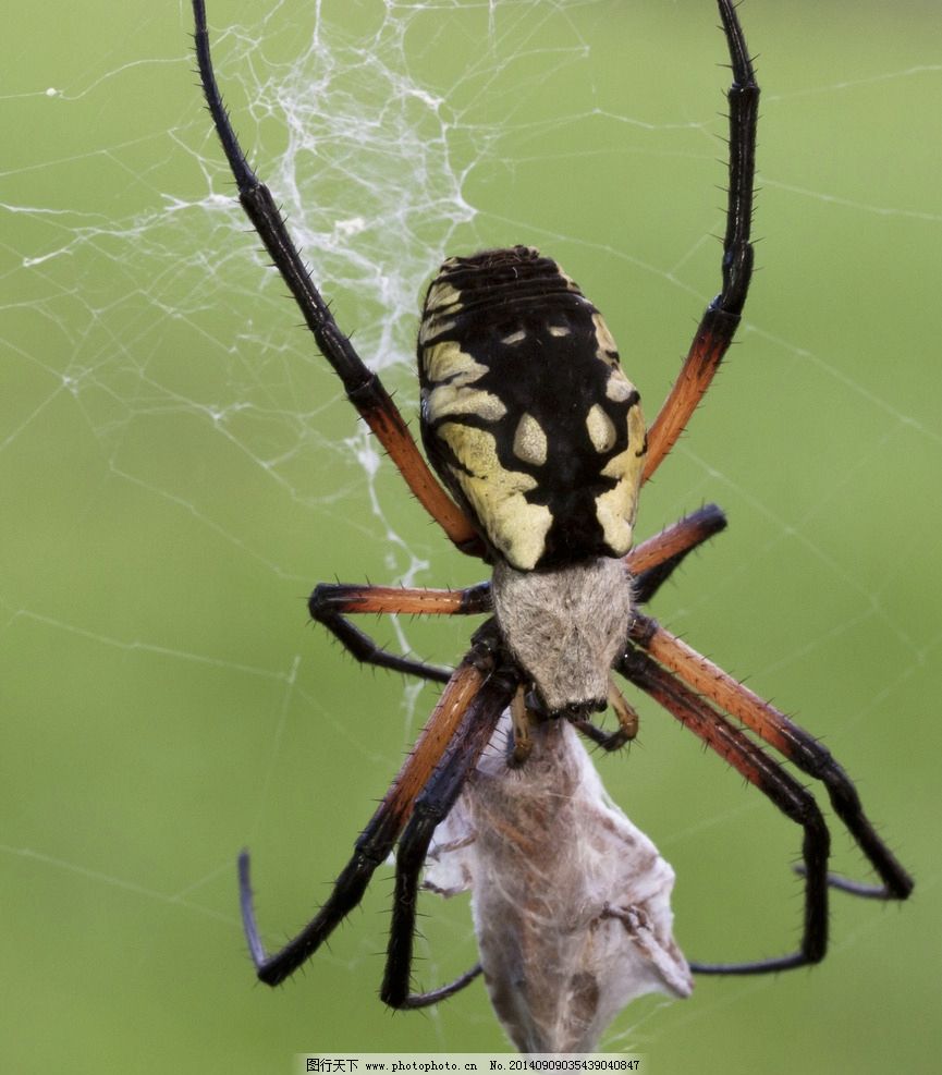 蜘蛛是什么动物?