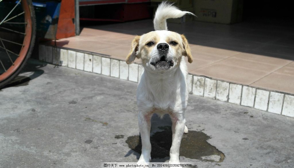 狗狗站着尿趴着尿