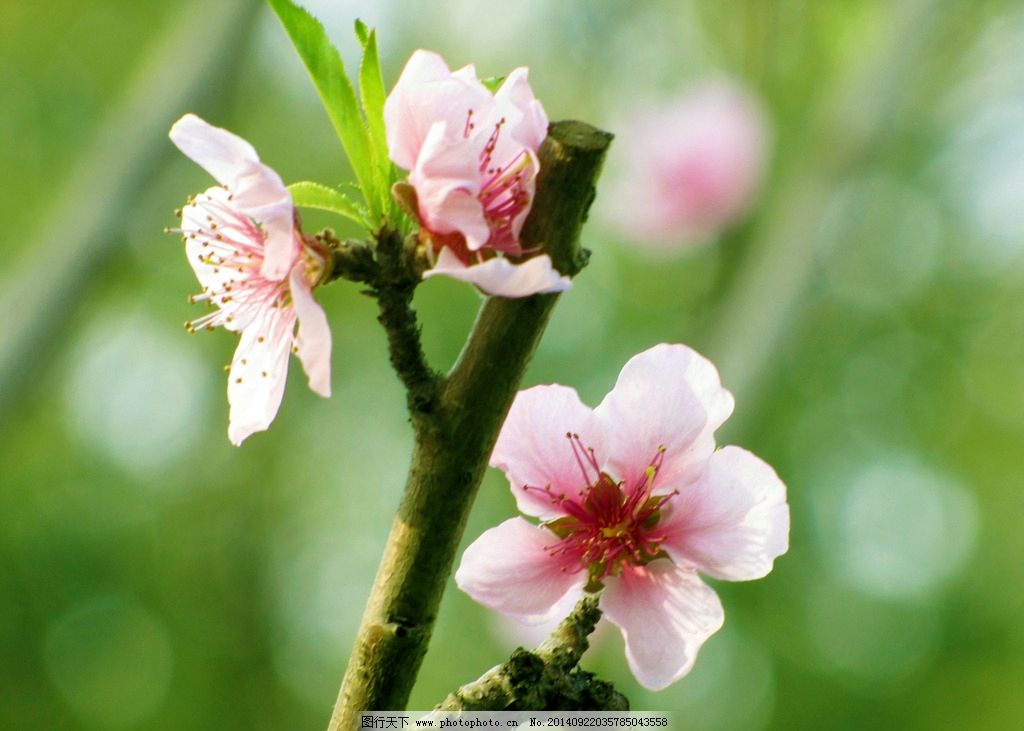 桃花花瓣速写图片展示_桃花花瓣速写图片下载