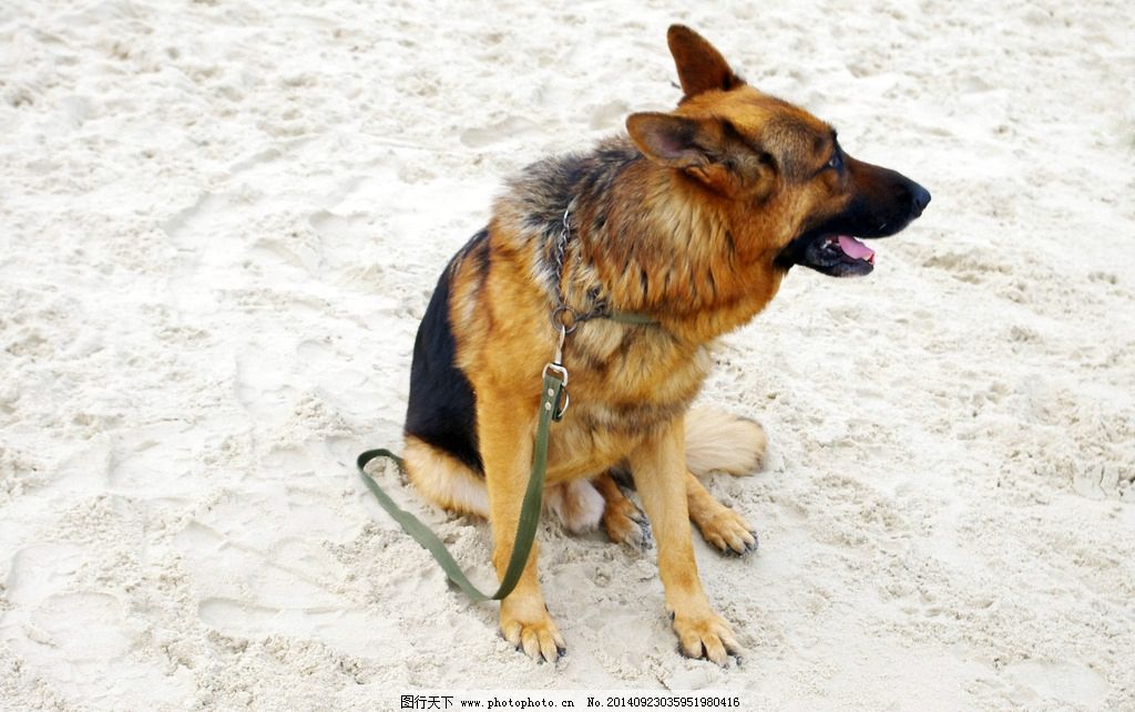 军犬 大狼狗图片