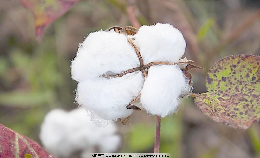 越重,这个明白了什么道理答:棉花吸水的他背棉花过河时为什么越背越重