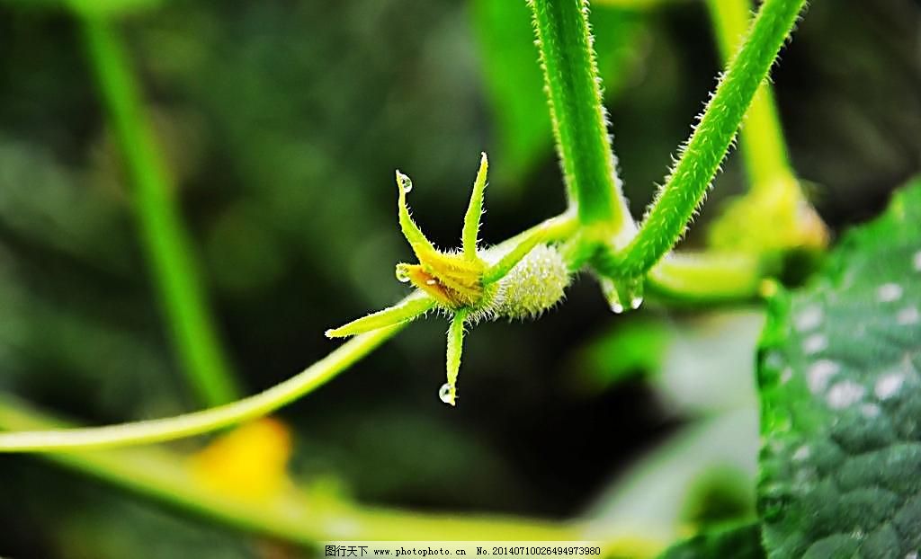 刚开花的南瓜苗图片 食品饮料 高清素材 图行天下素材网