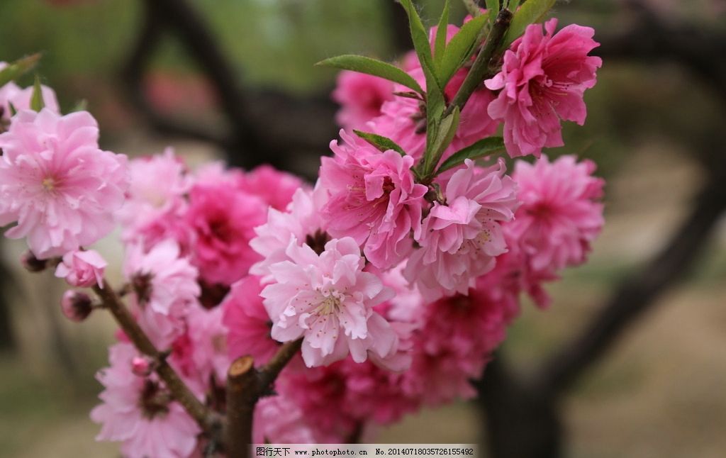 碧桃,桃花,花卉,园林绿化,园林景观,花草,绿化景观,美丽北京,植物,花儿,花朵,装饰画,生物世界,摄影,72DPI,JPG