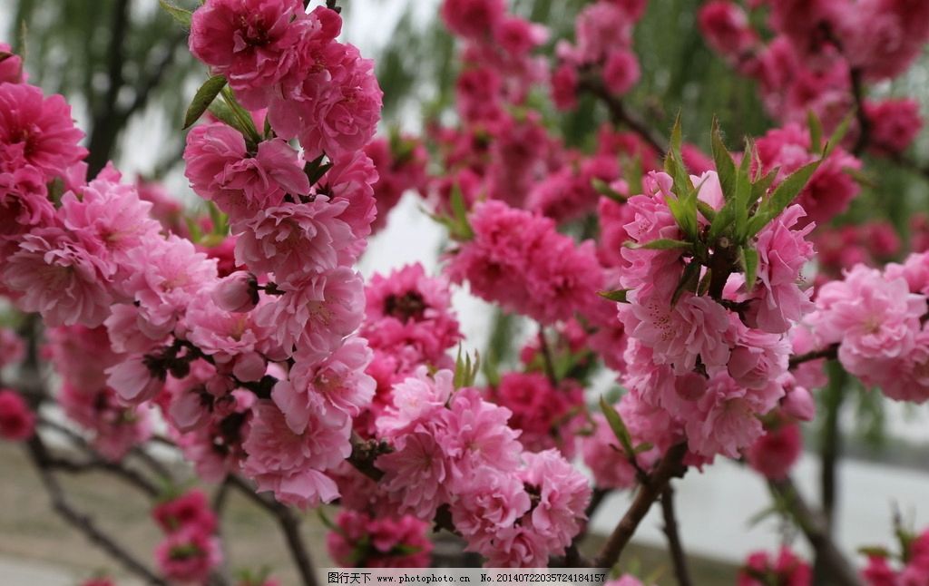 碧桃,桃花,花卉,园林绿化,园林景观,花草,绿化景观,美丽北京,植物,花儿,花朵,生物世界,摄影,72DPI,JPG