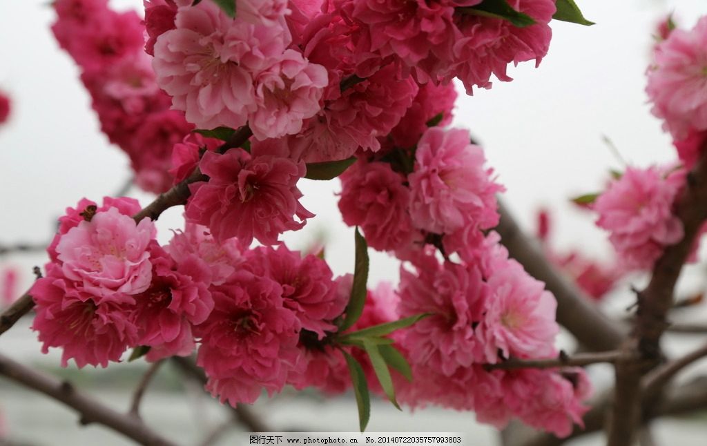 碧桃,桃花,花卉,园林绿化,园林景观,花草,绿化景观,美丽北京,植物,花儿,花朵,装饰画,生物世界,摄影,72DPI,JPG