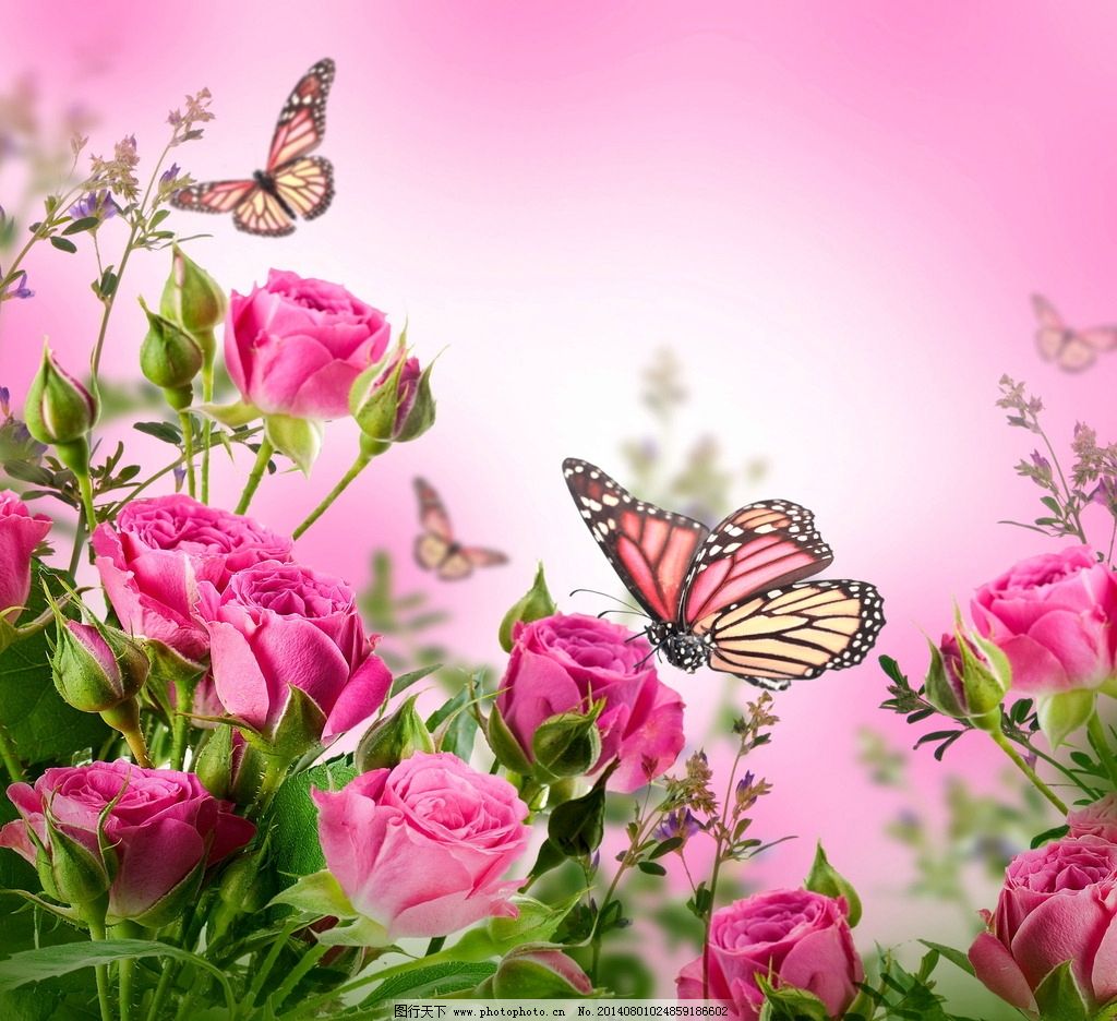 超过 30000 张关于“蝴蝶”和“自然”的免费图片 - Pixabay